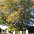 Scarlet oak- Cambridge Tree Trust